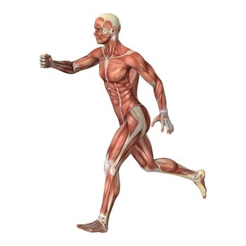 3D digital render of a male anatomy figure with muscles map isolated on white background