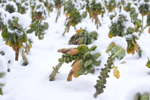 Fields with sprouts covered in snow