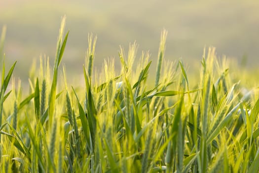 Barley fields on a nice spring day