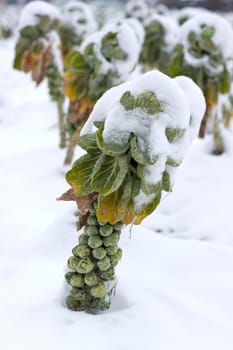 Fields with sprouts covered in snow