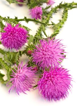 Purple burdock (Arctium lappa), isolated on white background