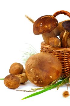 Heap of Fresh Raw Boletus Mushrooms with Stems and Grass in Wicker Basket isolated on White background