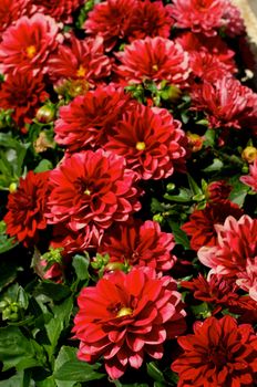 Flowerbed of Big Red Flower Dahlias with Buds closeup on Green Leafs background Outdoors. Focus on Foreground