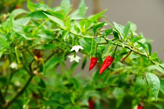 a chilli tree growing fresh organic red chilis close up