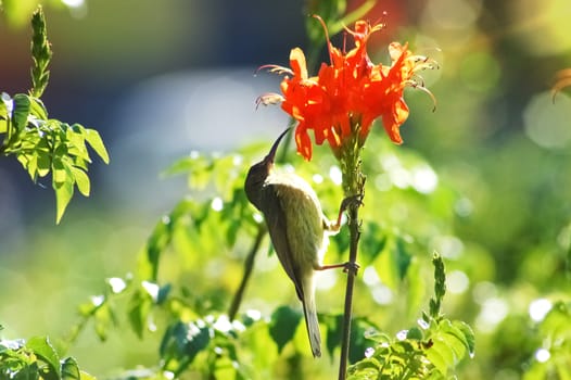 female sunbird collecting or drinking nectar from a bright orange flower in the wild