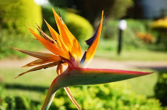 a close up focussed shot of a strelitzia flower that is indiginous to South Africa in the sunlight