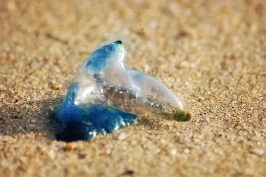 A blue bottle on the sand of a beach close up with depth of field
