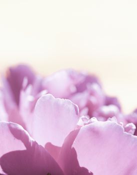 Abstract beautiful gentle spring flower background.  Closeup with soft focus. Shallow focus