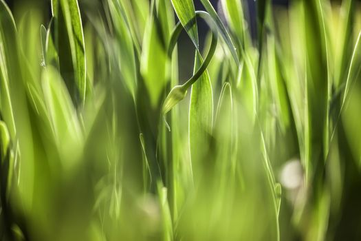 The Beautiful spring flowers background. Nature bokeh. 