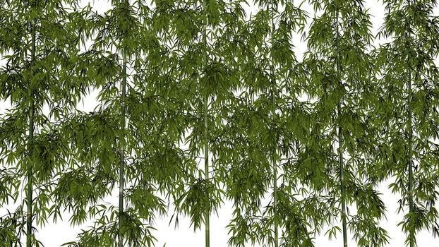 Bamboos isolated in white background - 3D render