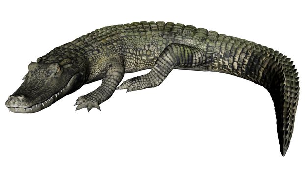 Quiet caiman isolated in white background - 3D render