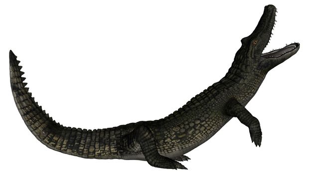 Caiman roaring isolated in white background - 3D render