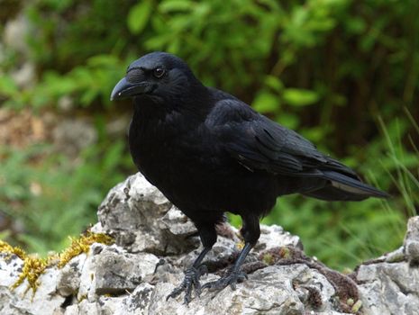 Beautiful black carrion crow, corvus corone, standing on a rock