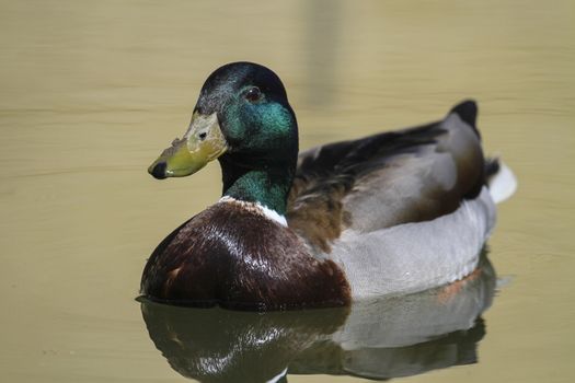 Male mallard or wild duck, anas platyrhynchos, floating on the water