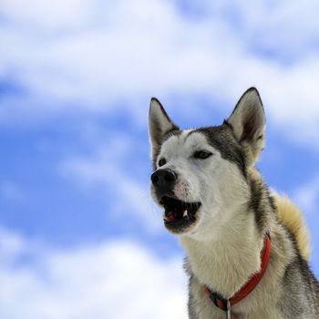 Siberian husky dog wearing red necklace and barking portrait in cloudy sky background