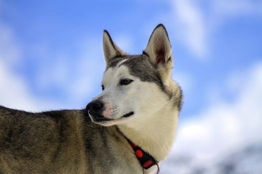 Siberian husky dog wearing red necklace portrait and cloudy sky background