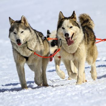 Husky sled dog team at work with tongue outside by winter day