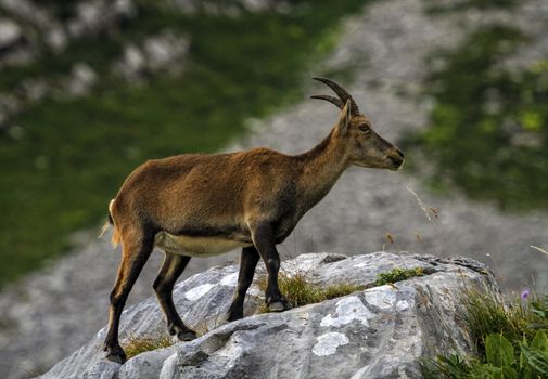 Female wild alpine ibex, capra ibex, or steinbock running on rocks in Alps mountain, France