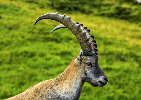 Male wild alpine ibex, capra ibex, or steinbock walking in Alps mountain, France