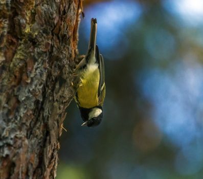 Great tit, parus major, standing on a trunk