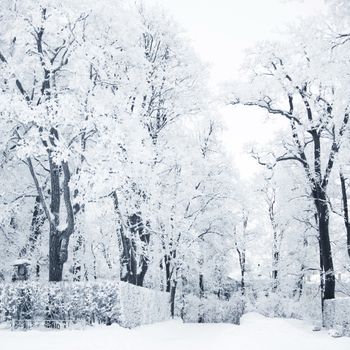 Winter forest with snow and hoar on trees 