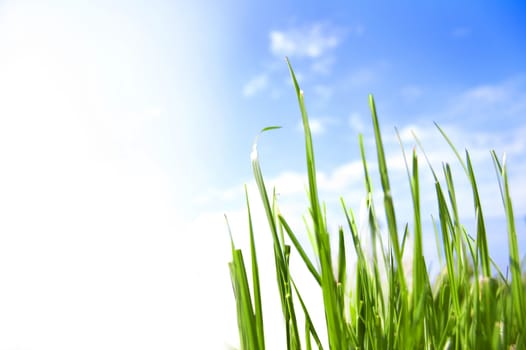 Grass conceptual image. Grass against blue sky.