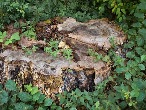 Old tree stump covered with lush green leaves in a forest