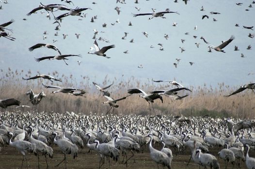Grey cranes over Hula lake, Israel migrates to Russia