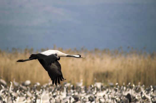 Migrating grey cranes over Hula lake reserve, Israel at spring on the way back to Europe