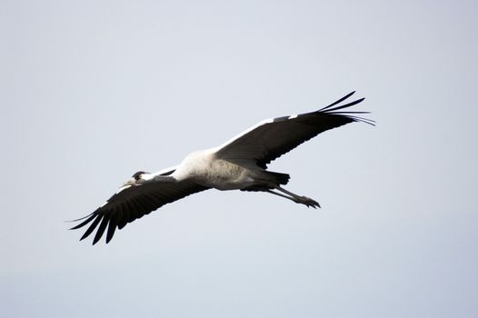 Stork migrates at spring over Hula lake, Israel