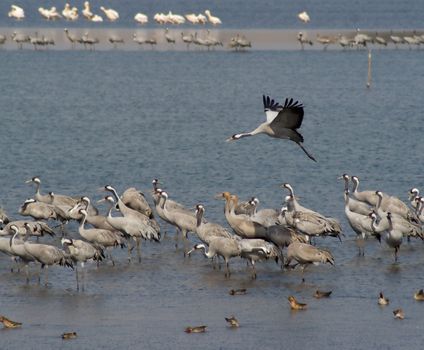 Cranes and pelicanes take a rest on Hula lake in Israel on their way to Africa