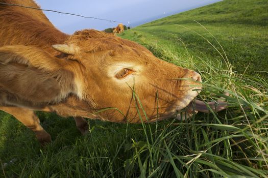 Grazing cow in Normandy, France.