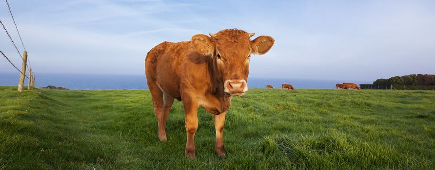 Panoramic view of brown cow in Normandy, France.