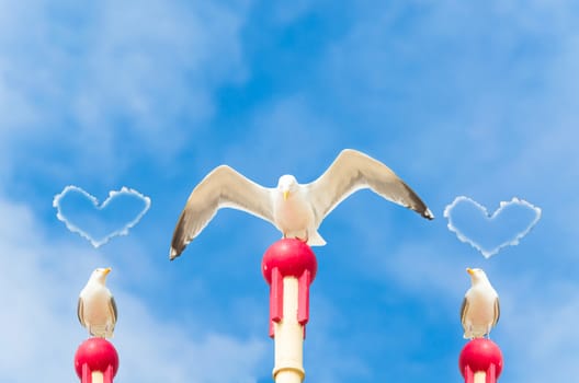 Three large seagull sitting on a wooden post. A seagull flaps its wings. Above the two other gulls hovering a cloud in heart shape.