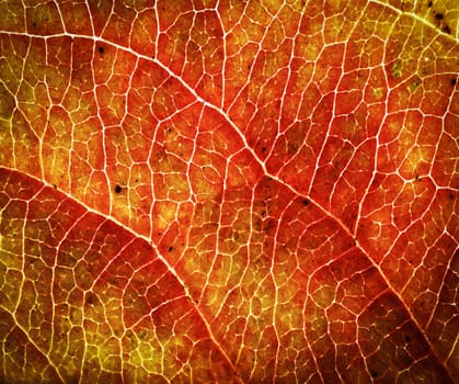abstract background or texture orange-red autumn leaf tree