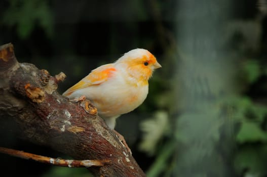 canary bird perched on a branch in the aviary