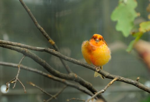 canary bird perched on a branch in the aviary