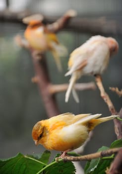 canaries perched on a branches on an aviary
