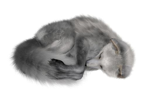 3D digital render of an arctic fox sleeping isolated on white background