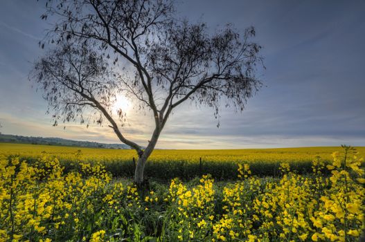 The early morning sun filtering though high clouds.  A tree in the midst of flowering canola fields