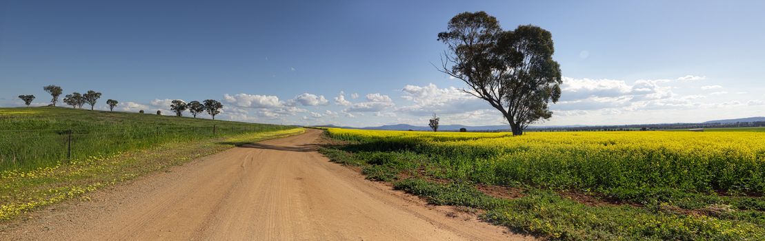 Driving along the roads less travelled in Canowindra.  Farmer Ross' farmlands in mid afternoon light.  3 shot panorama