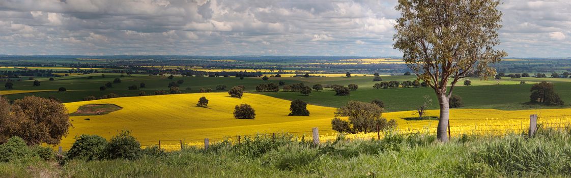 Miles and miles of countryside views....  Rural panorama of farmlands across  Bumbaldry and Greenthorpe in Central West NSW