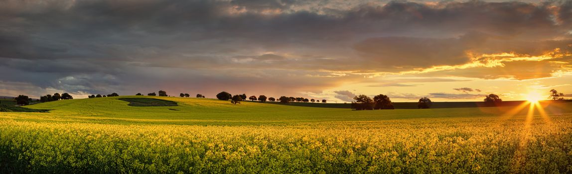 Canola farmlands  in rural Central West of NSW  at sunset, the last rays spread their warm light on the golden canols. Panorama