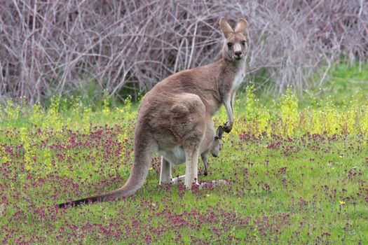 Eastern Grey kangaroo (Macropus giganteus)  with joey in pouch  in bushland. It is the second largest and heaviest living marsupial and native land mammal in Australia