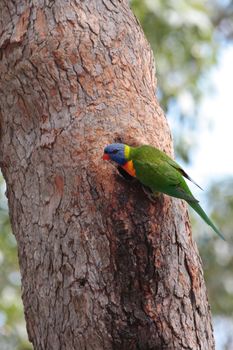 The rainbow lorikeet (Trichoglossus moluccanus) is a species of parrot found  along the eastern  Australia.