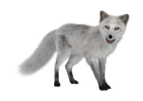 3D digital render of an arctic fox isolated on white background