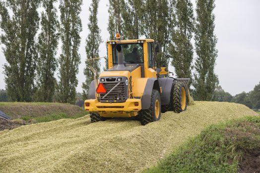 Agriculture shredded corn silage with a yellow shovel in the Netherlands
