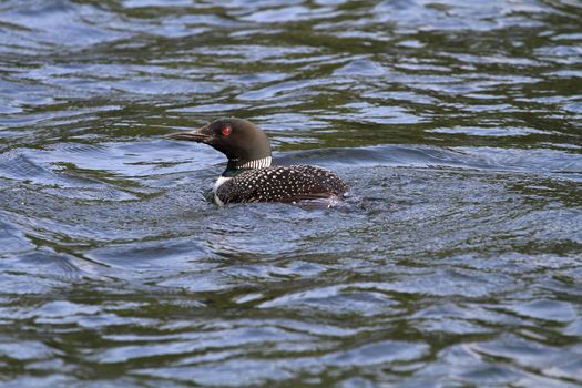 Common Loon in late summer afternoon sun