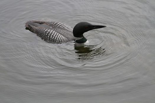 Common Loon fishing in northern lake late summer