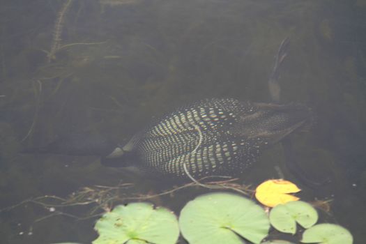 Common Loon fishing in northern lake late summer